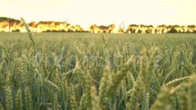 日落或日出时在风中吹过的麦田或麦田